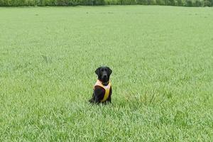 Spürhund auf dem Feld