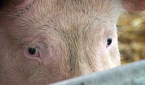 Schwein