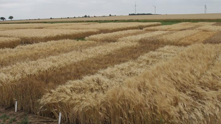 Versuchsfeld in Friemar