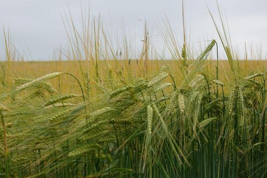 Feld mit Sommergerste, aufgenommen im Juni mit Ähren vor der Reife