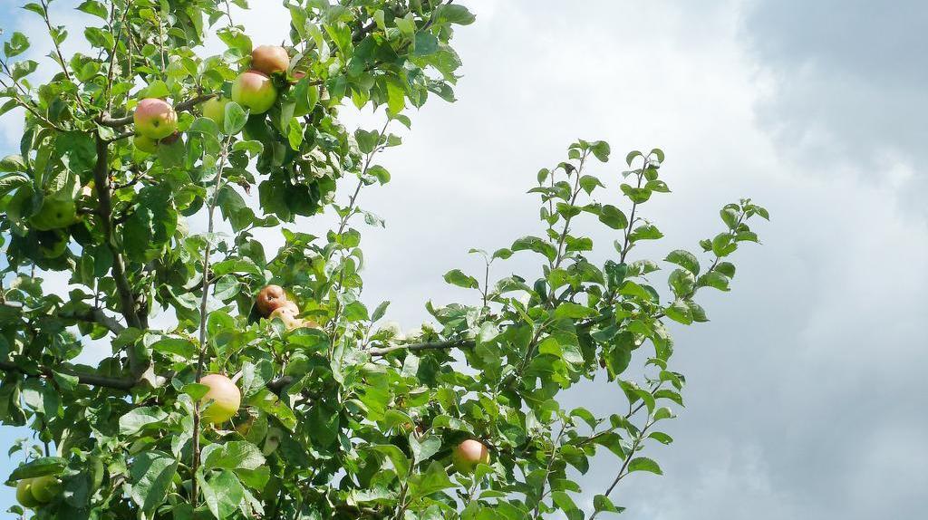 Äpfel am Baum