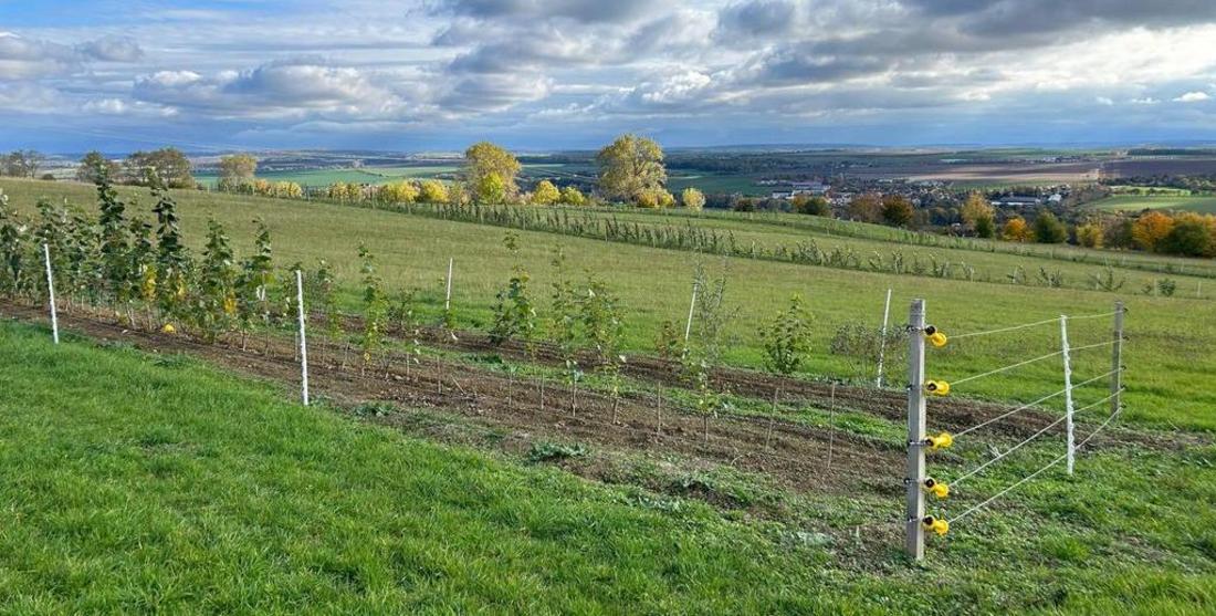 Neue Agroforstanlage auf Grünland