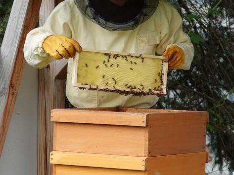 Imker mit Beute an einem Bienenstand.