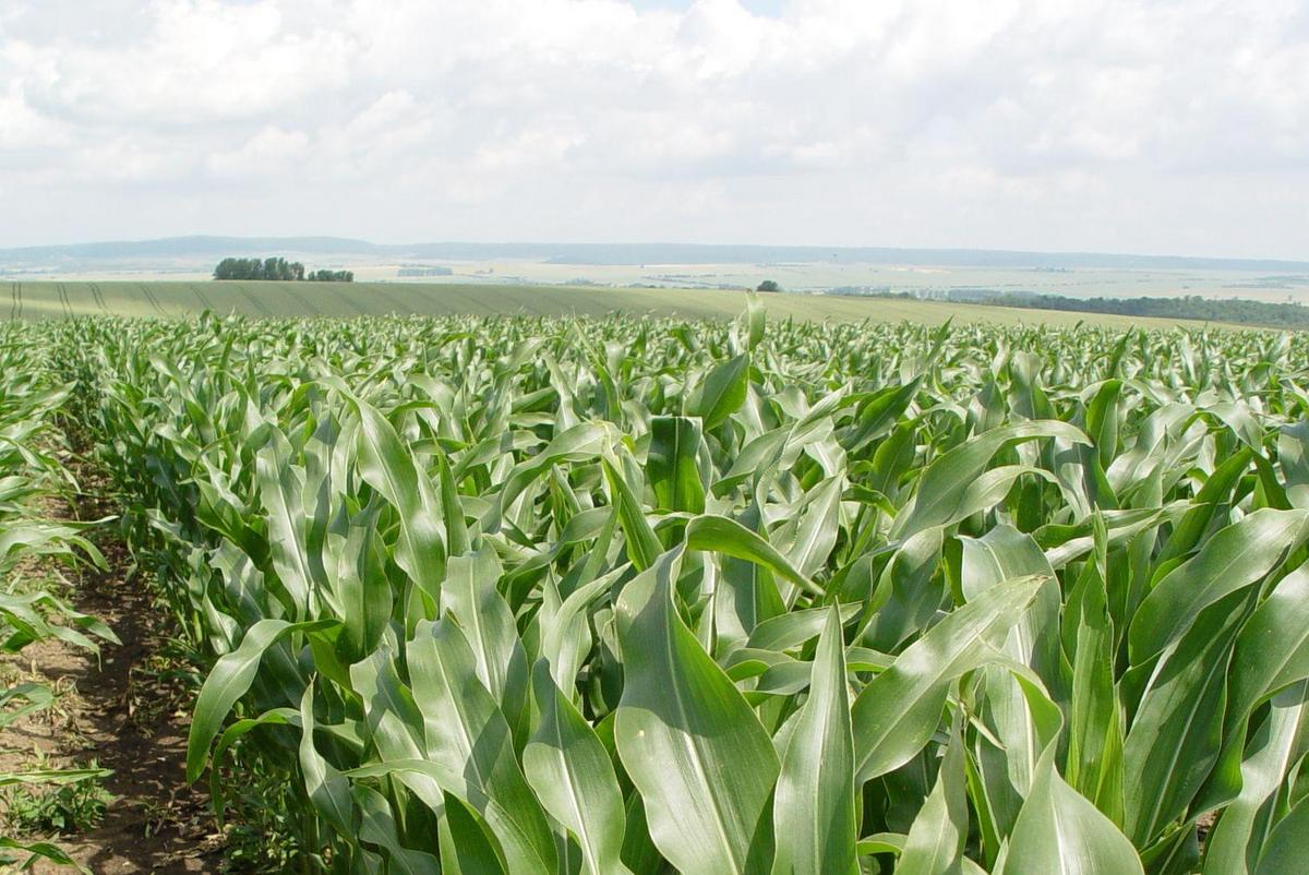Maisfeld, Foto: Maik Schwabe