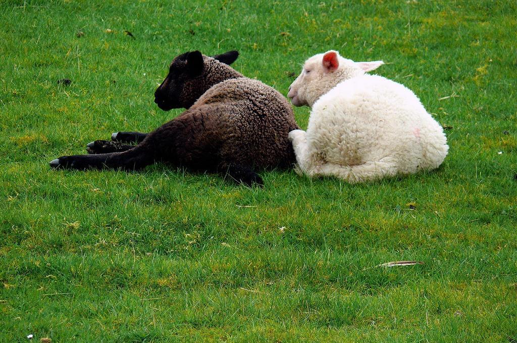 ein schwarzes und ein weißes Schaf