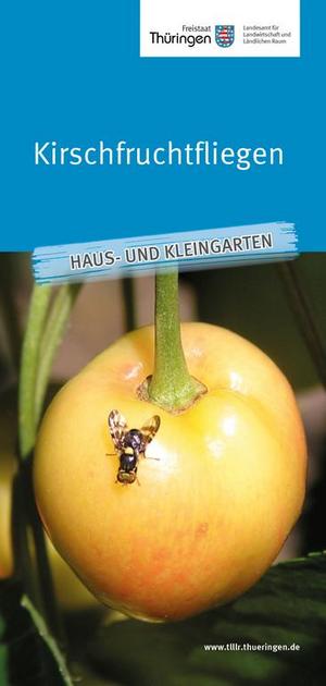 Merkblatt Kirschfruchtfliegen