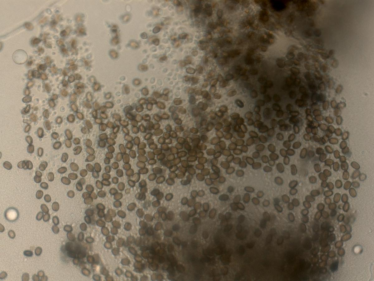 Cryptostroma corticale