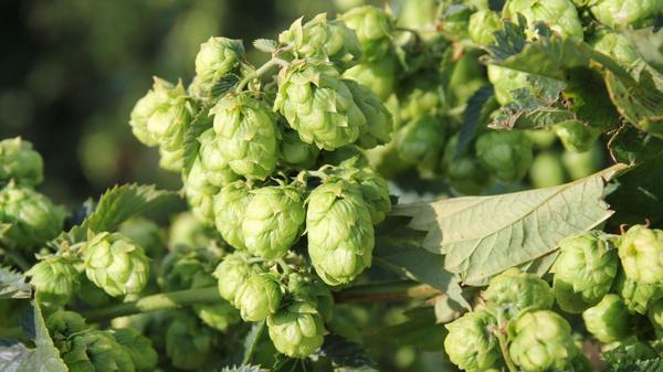 Hopfendolden