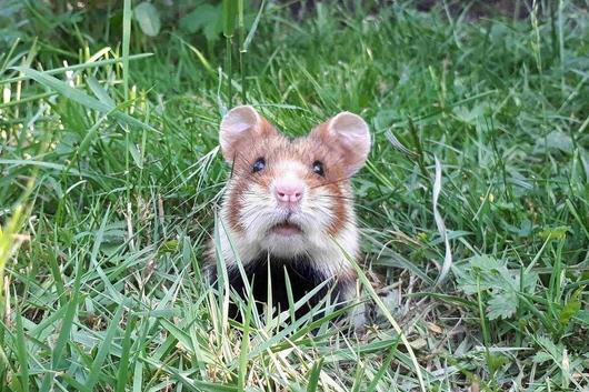 Hamster in freier Natur