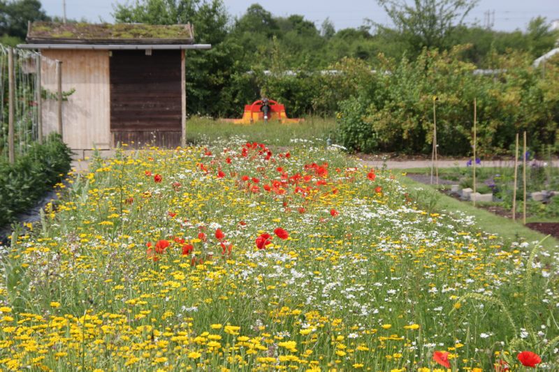 Ansaatfläche "Bienenweide" im Frühjahr in bunter Blüte