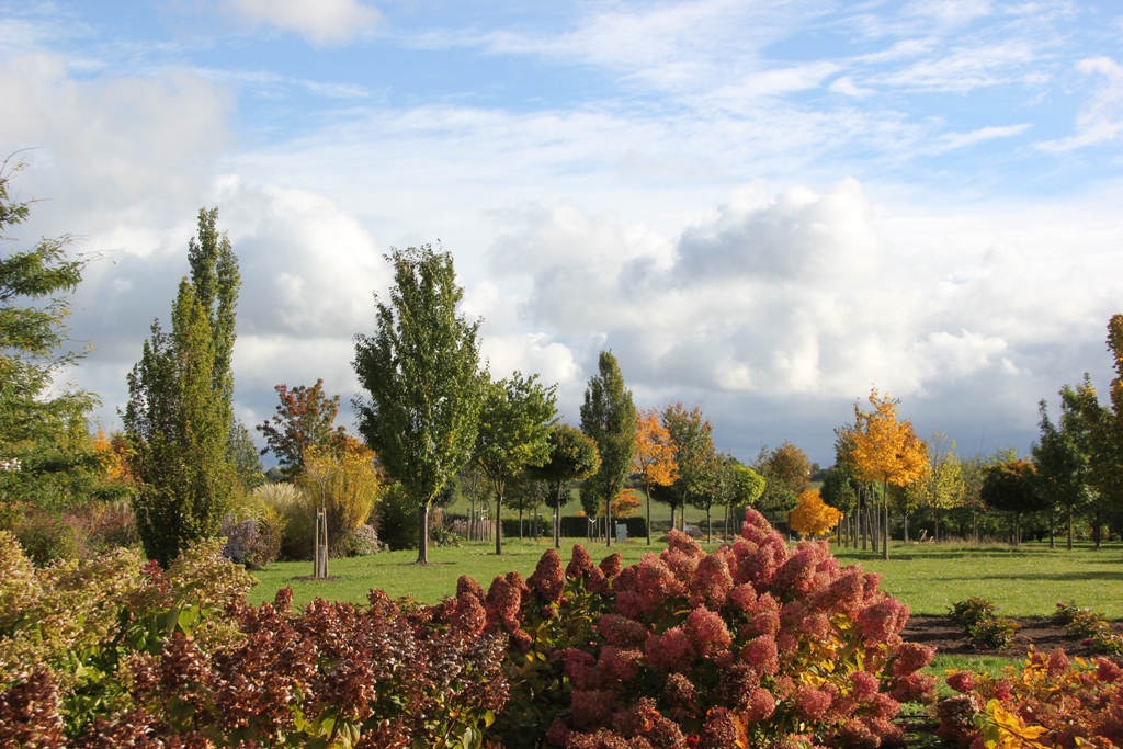 Blick auf Versuchsanlage kleinronige Hausbäume in Herbstfärbung