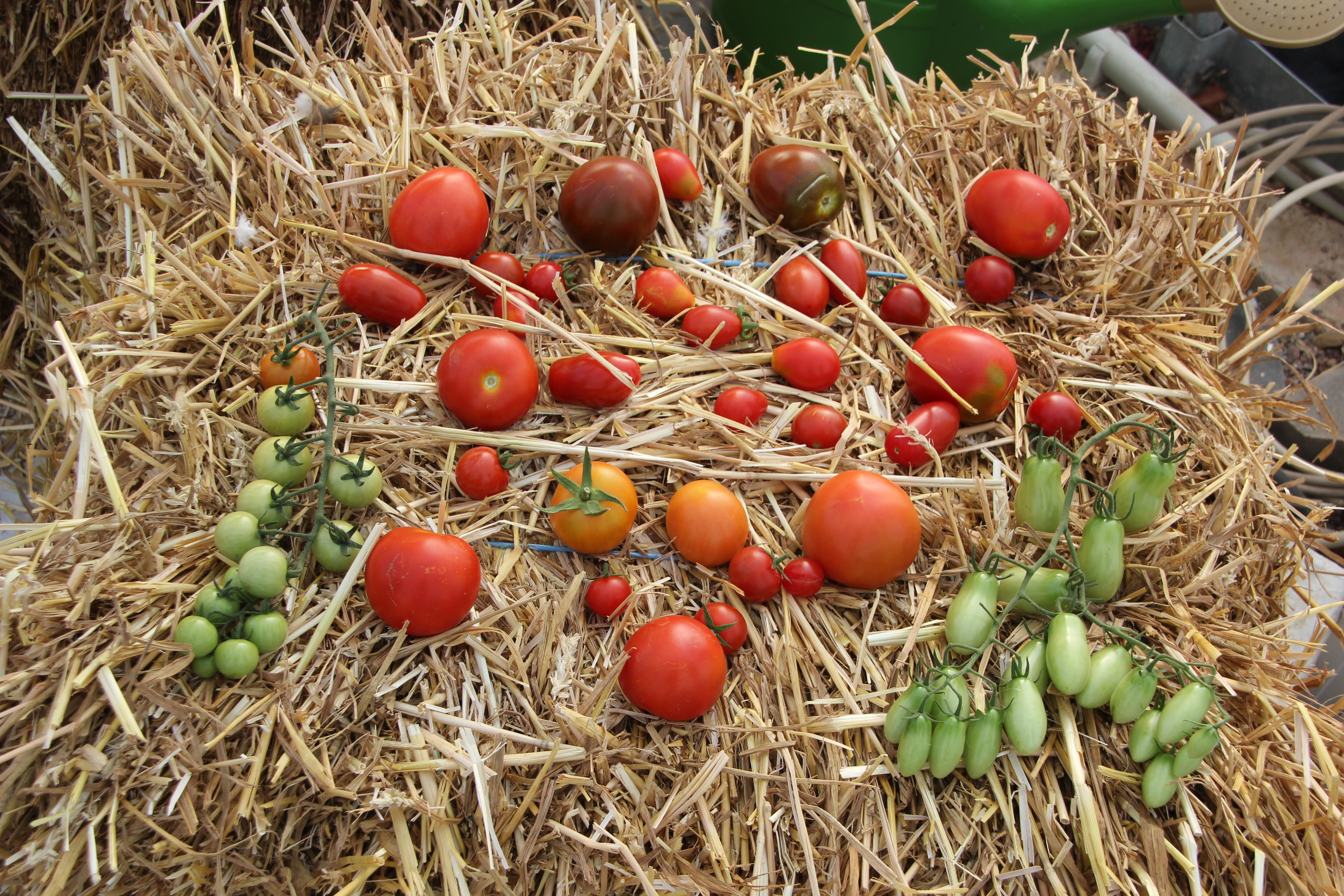 Tomatensorte auf Strohbündel drappiert