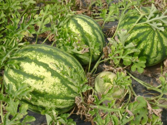 Freilandanlage Gemüsebau, Wassermelonen