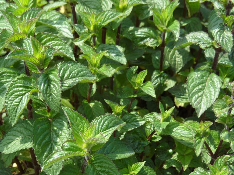 Pfefferminze im Feldbestand