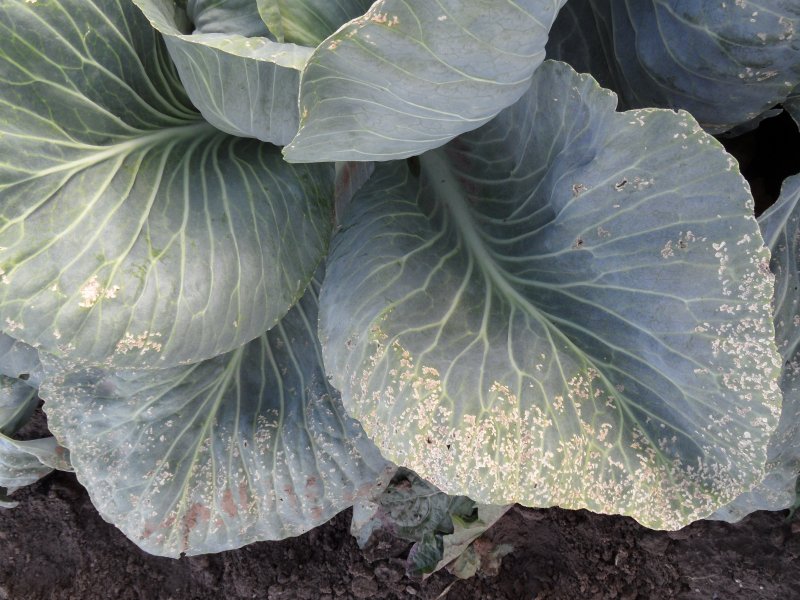 Erdflohschaden an Weißkohl