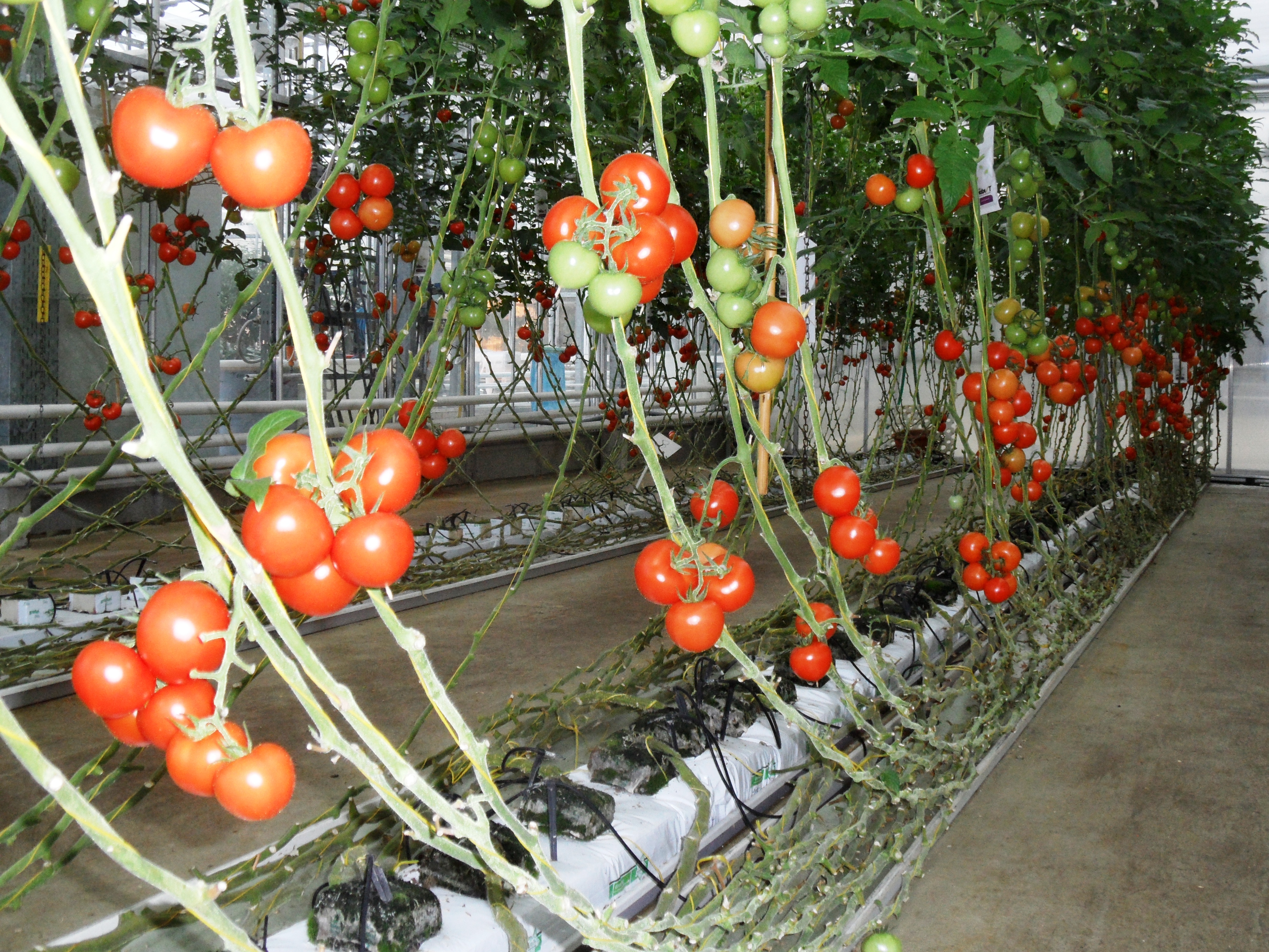 Tomaten im Substratenbau