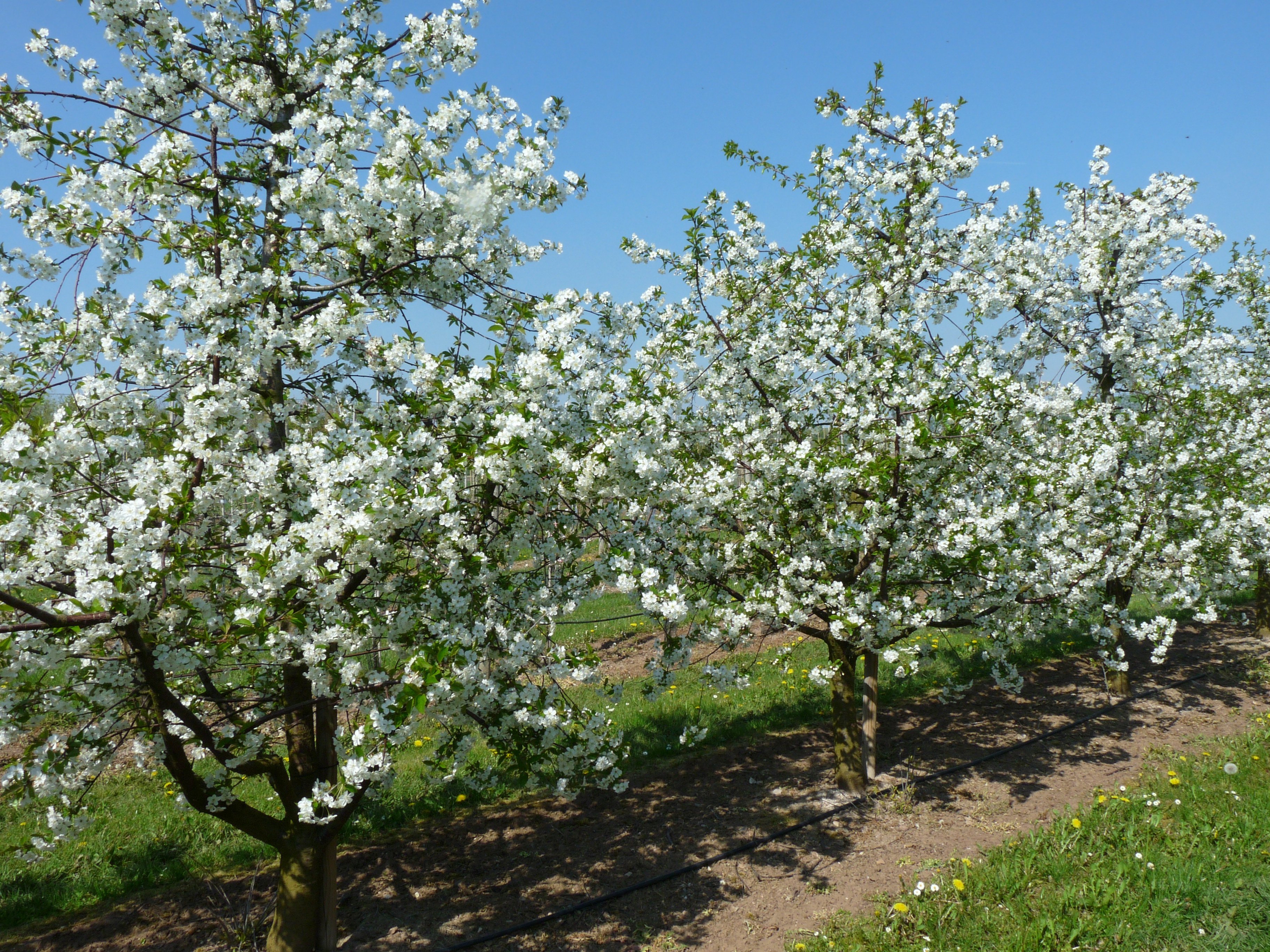 Kirschbaum in Blüte
