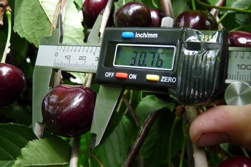 Elektronisches Messgerät zur Bestimmung der Fruchtgrösse von Kirschen