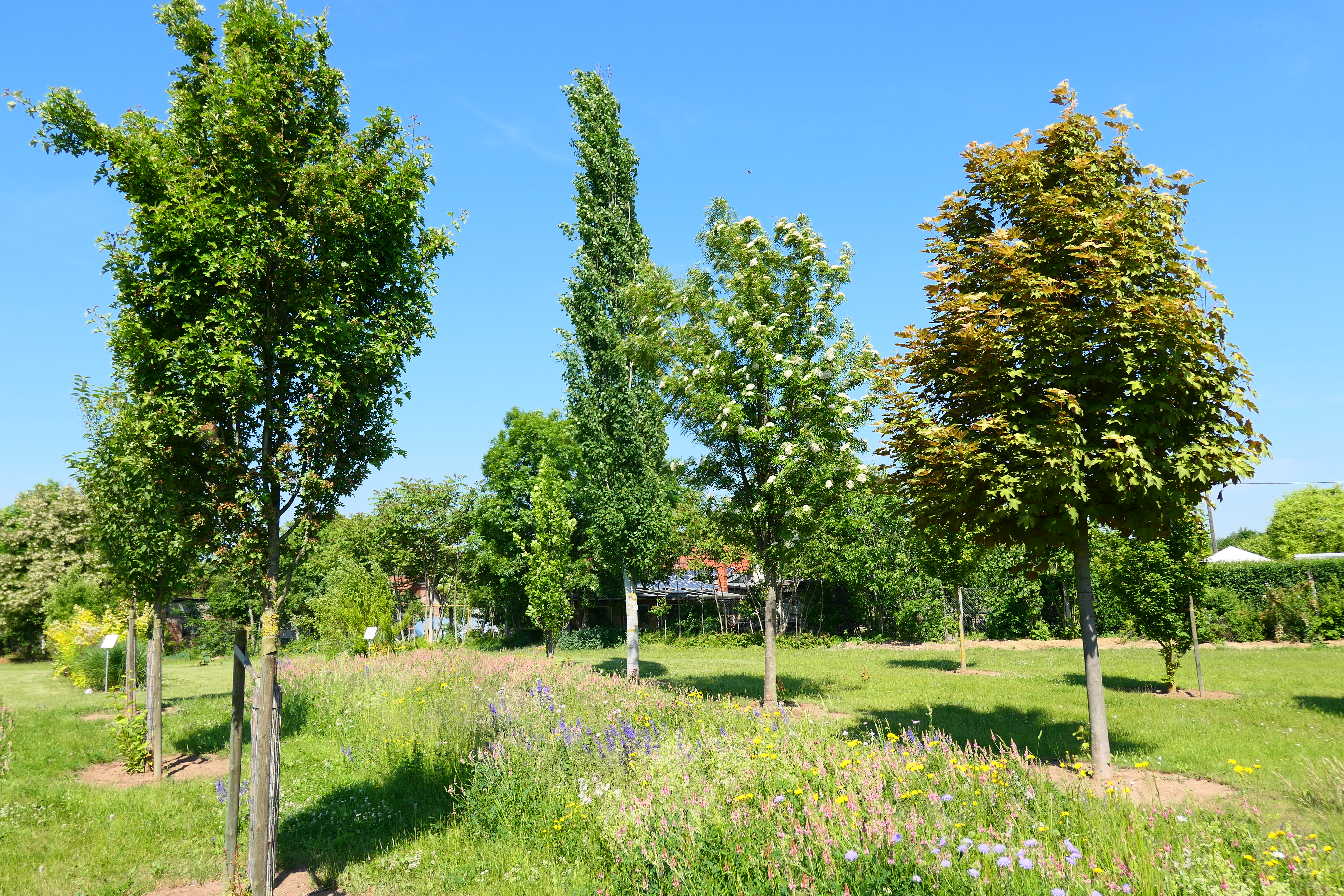 Versuchsanlage kleinkronige Hausbäume im grünen Sommergewand