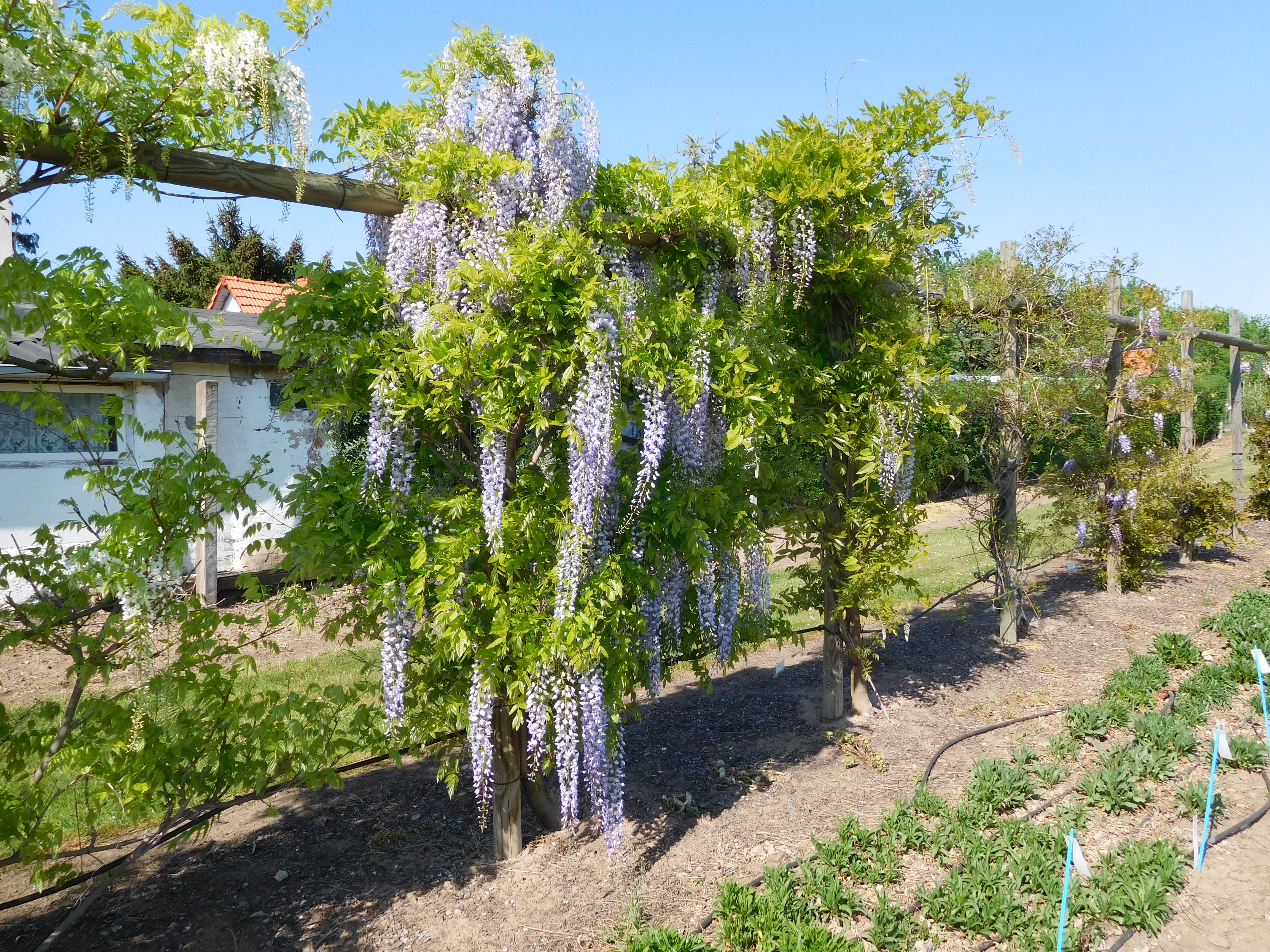 Wisteria in blauer Vollblüte