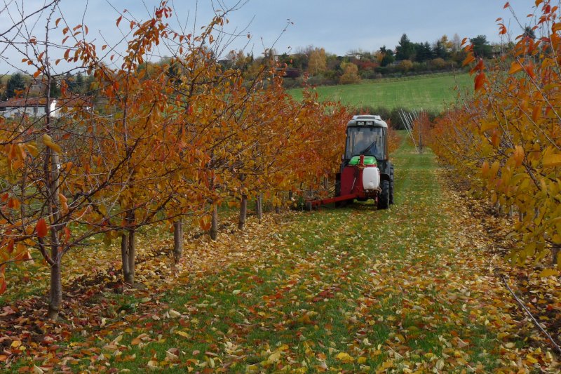 Traktor mit Anbautechnik zur Pflege von Baumreihen