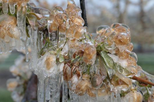 vereiste Zweige nach Frostschutzberegnung in Kirschplantage