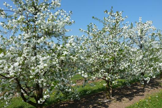Kirschbaum in Blüte