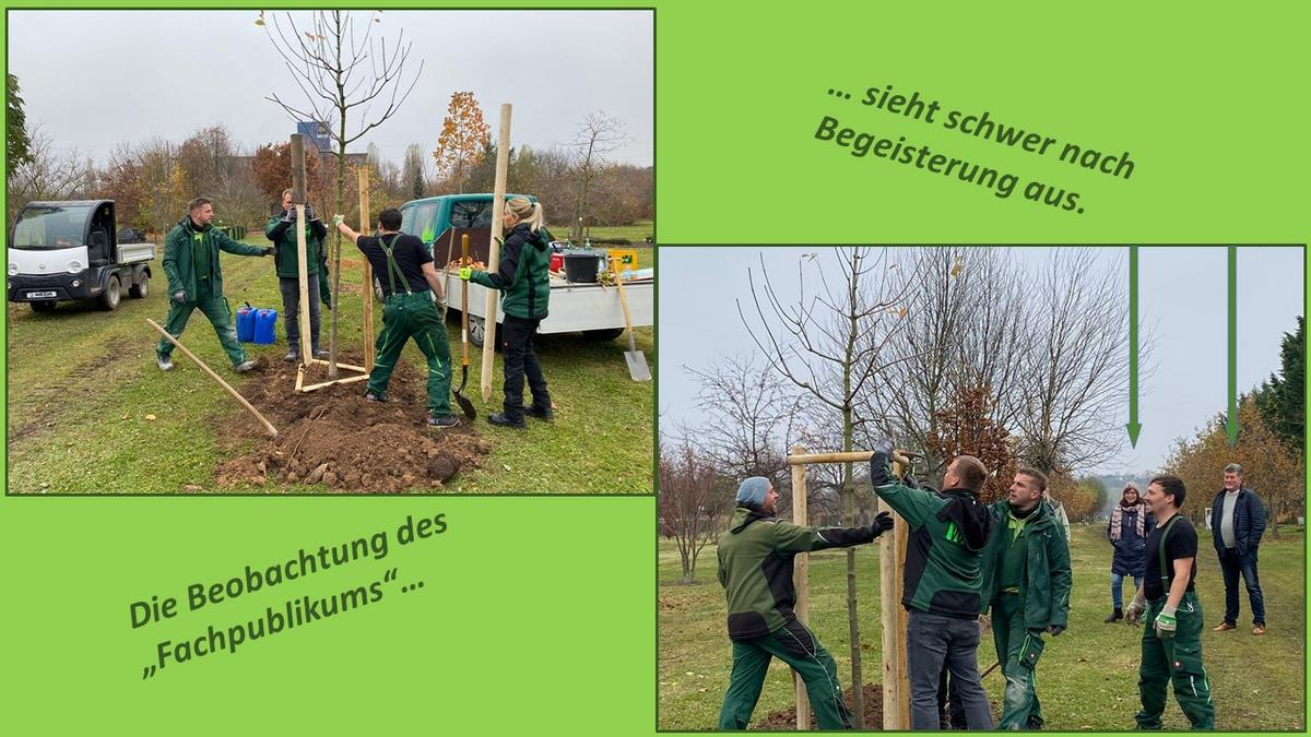 Bildkollage, Personen, die einen Baum pflanzen bei verschiedenen Arbeitsschritten
