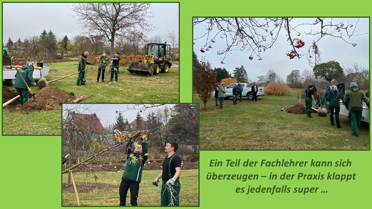 Bildkollage, Personen, die einen Baum pflanzen bei verschiedenen Arbeitsschritten