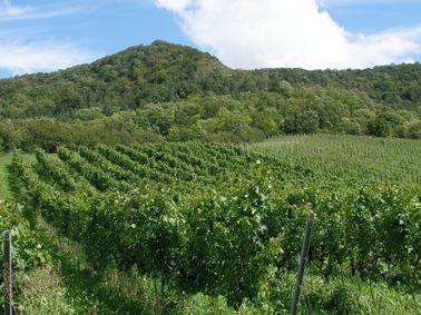 Weinberg mit Reben