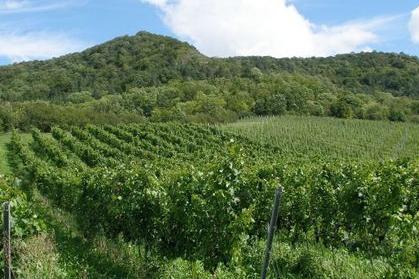 Weinberg mit Reben