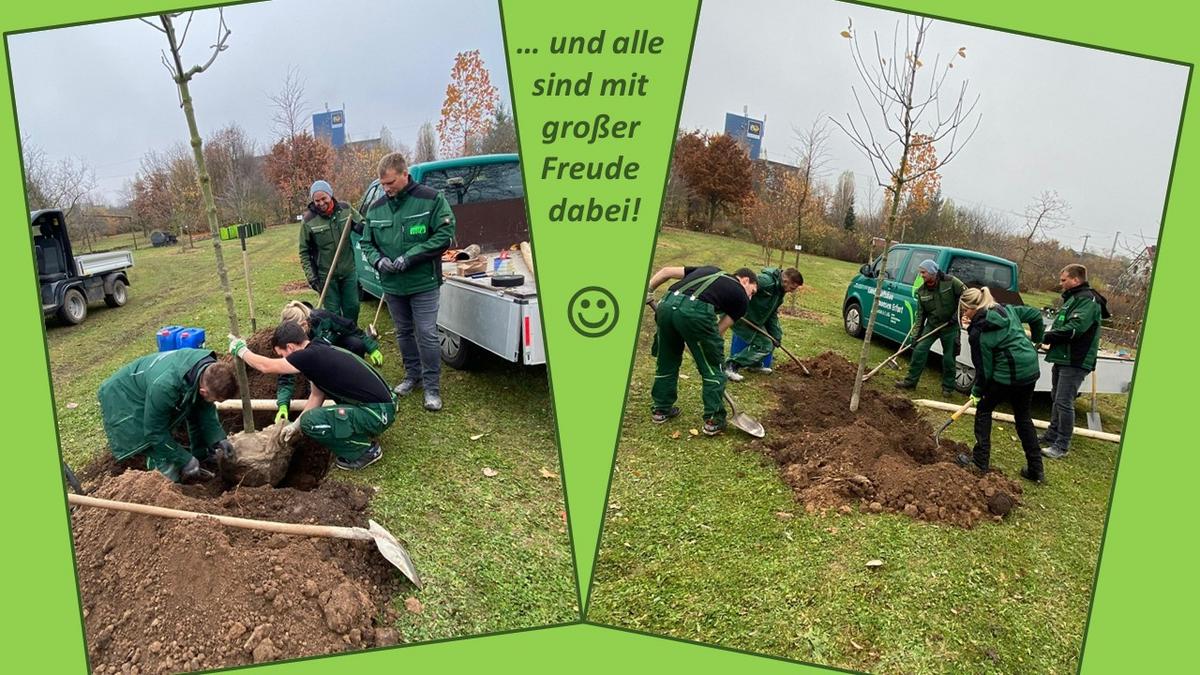 Bildkollage, Personen, die einen Baum pflanzen bei verschiedenen Arbeitsschritten