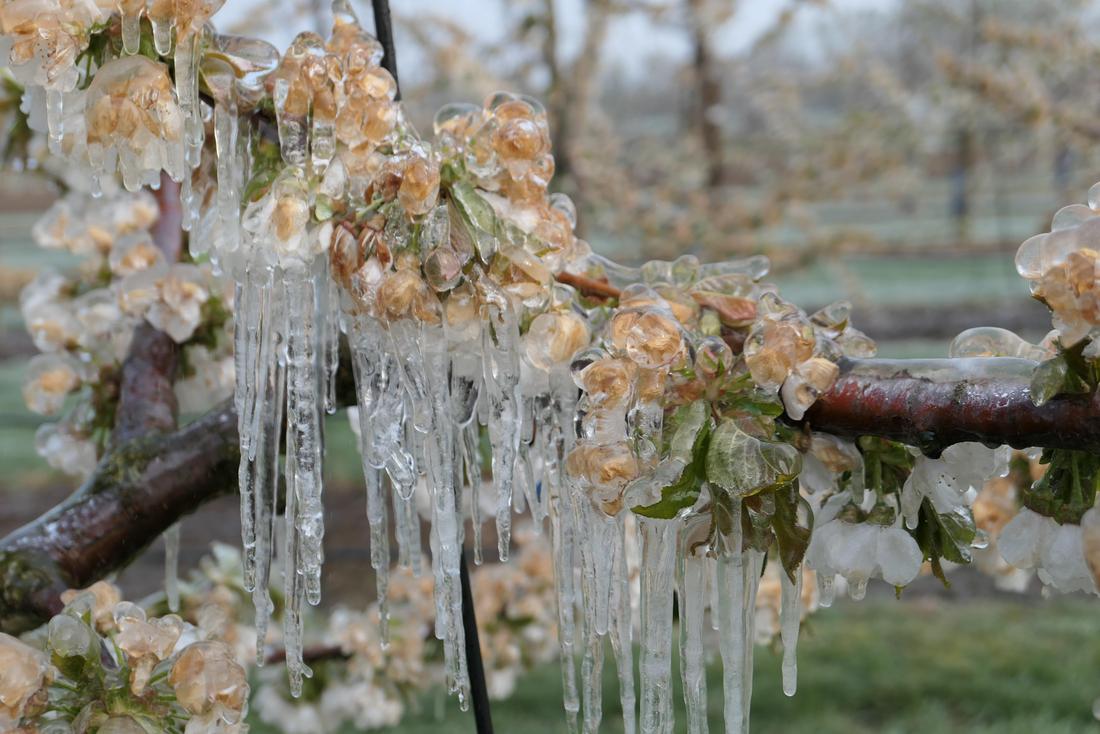 Frostschutzberegnete Kirschzweige