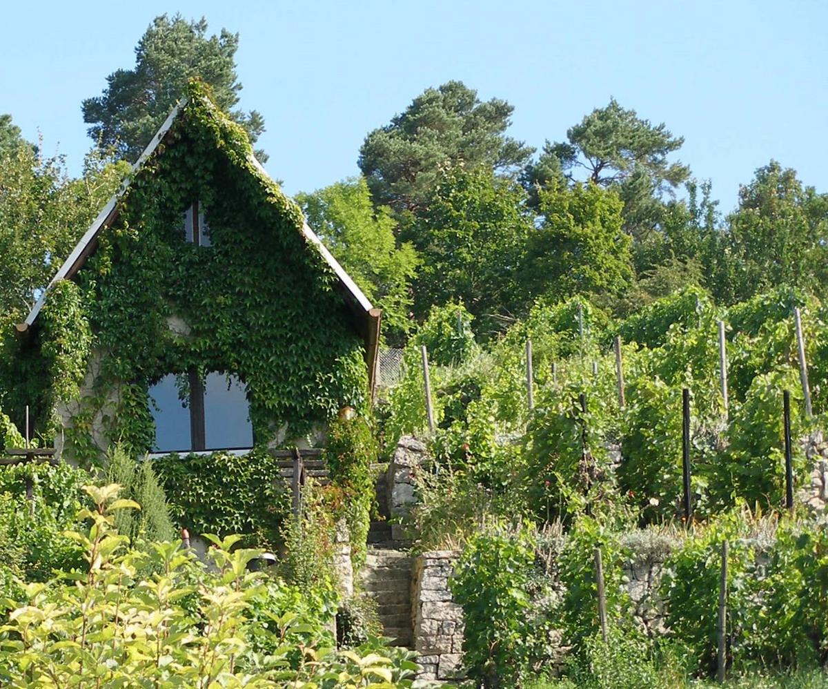 Hobbyweinberg