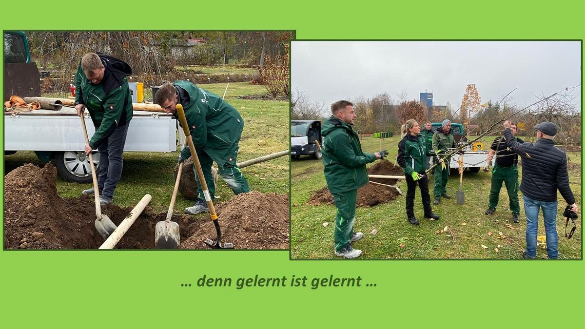 Bildkollage, Personen, die einen Baum pflanzen bei verschiedenen Arbeitsschritten
