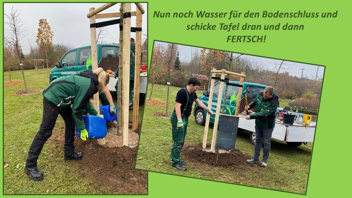 Bildkollage, Personen, die einen Baum pflanzen bei verschiedenen Arbeitsschritten