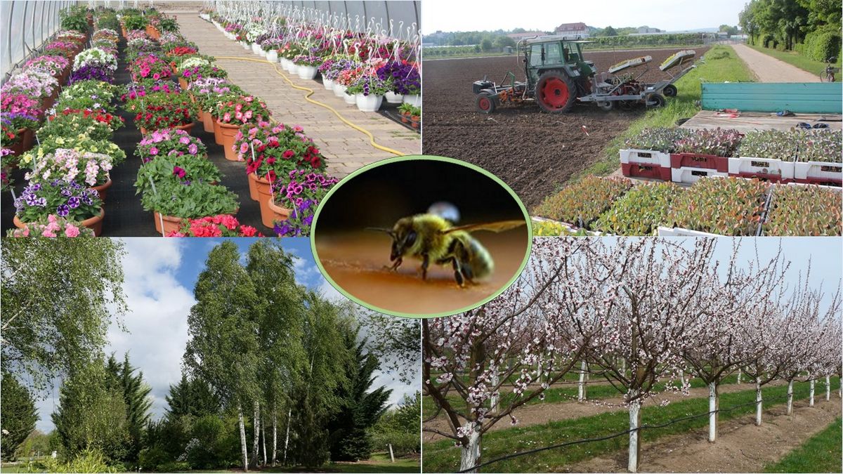 Symbolbild für die Themen des Gartenbaus: Blumen, Bäume, Insekten, Obst, Gemüse