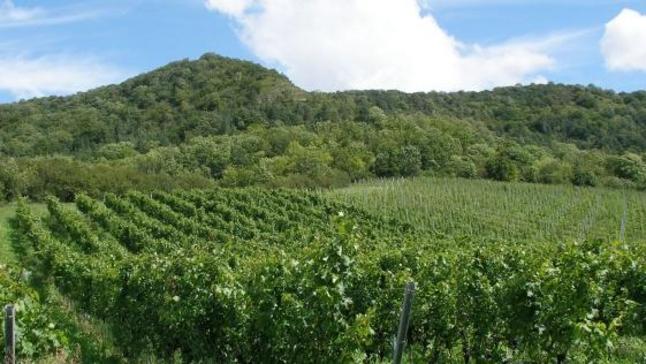 Blick in einen Weinberg