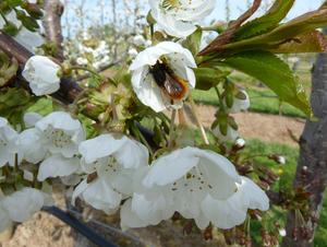 Gehoernte Mauerbiene an Kirschblüte